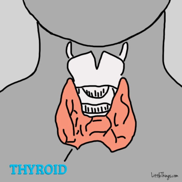 What Does A Thyroid Look Like?