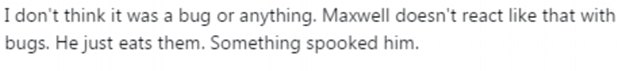 Not the usual suspect: Although he noted that some people might blame his pets' behavior on bugs, he claims that it's not the way the animals would normally react to insects