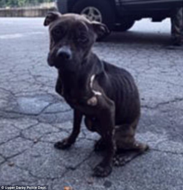 The two dogs were abandoned in Penn Pines Park in Upper Darby in Pennsylvania 