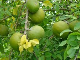 Bael fruit is one component of the Padma Basic Herbal Blend. 