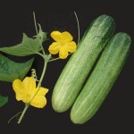 Most interesting and unique information about cucumber available nowhere else!