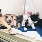 Cat Walks Through Flames to save her Kittens