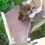 An Engineer's Dog plays fetch by itself using rock, homemade catapult