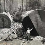 Photo of cutting trees in Redwood