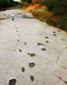 Human footprints crossing 3 toed dinosaur footprints fossilised in the Paluxy river bed.