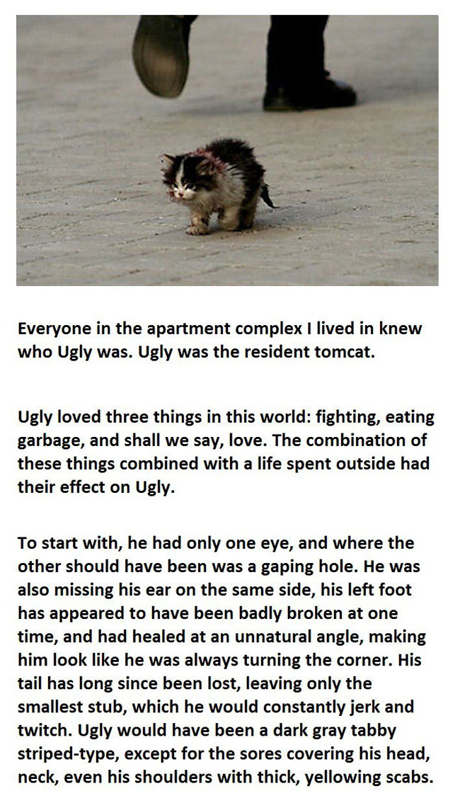 cute-cat-story-Ugly-street-1