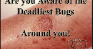 Most Deadly bugs