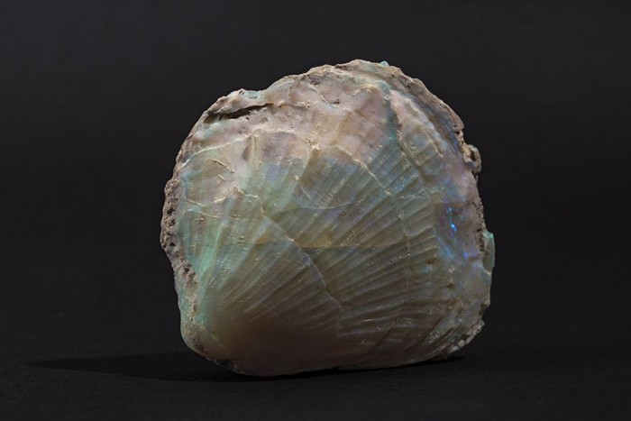 opal-08.jpg.990x0_q80_crop-smart