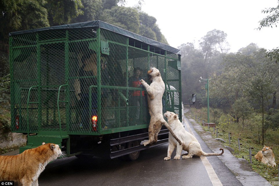 zoo in china