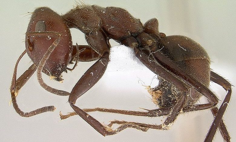 Malaysian ants