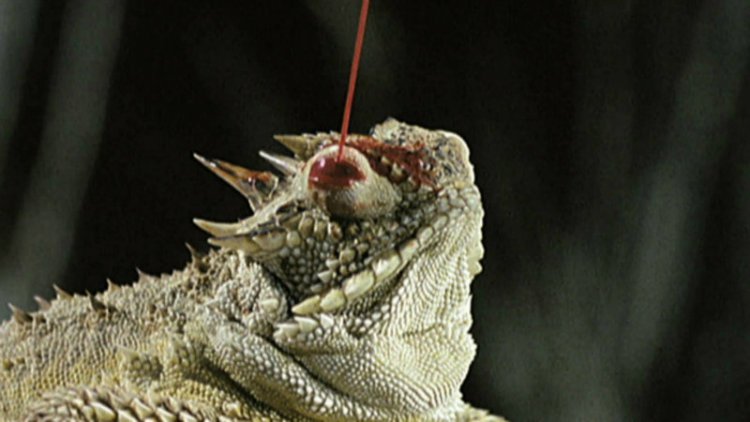 Texas horned Lizard