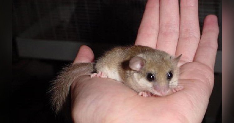 dormouse