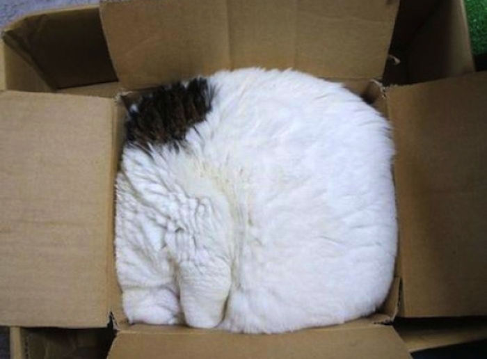 Cat.rar