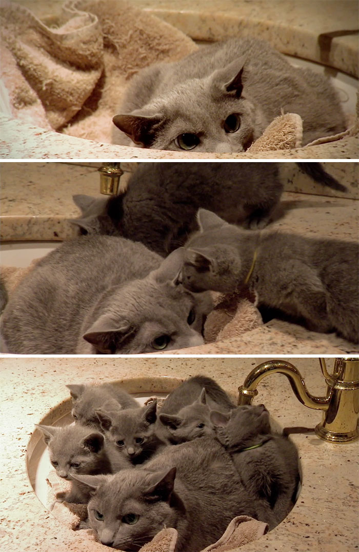 Angry Dad Cat Liked To Sit In The Sink By Himself... Until