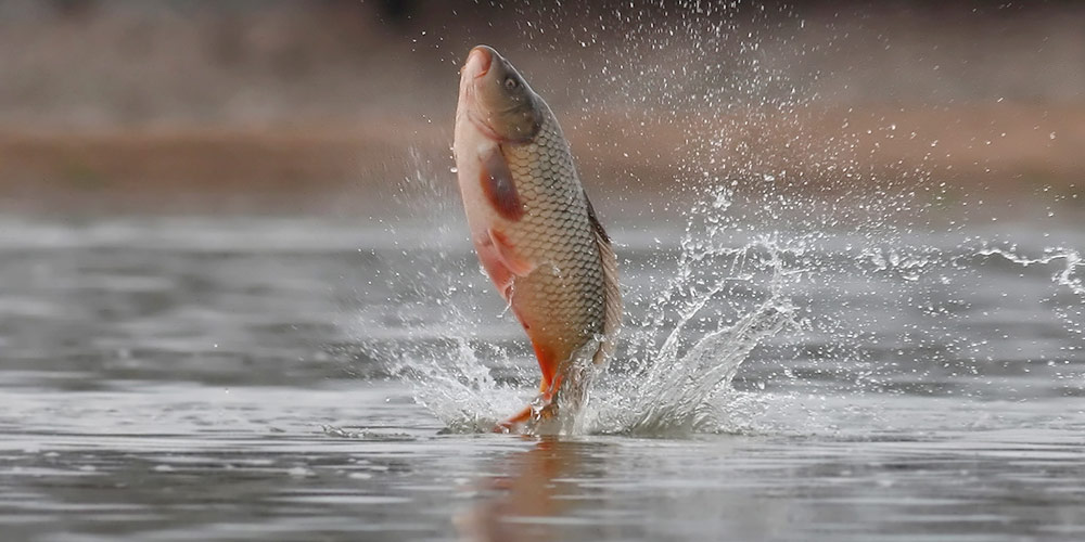 Fish have unique personalities