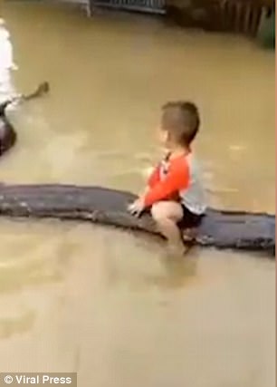 Bizarre footage shows a three-year-old boy riding a giant python during a flood