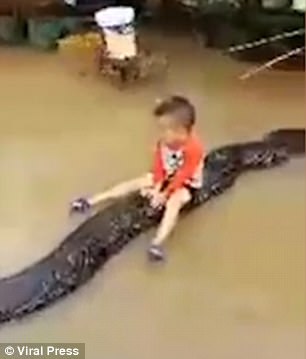 The youngster, named Truong, could not contain his excitement as his parents took the chance to let the snake play in the garden