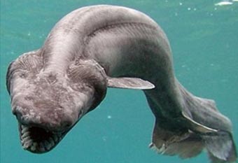 A frilled shark