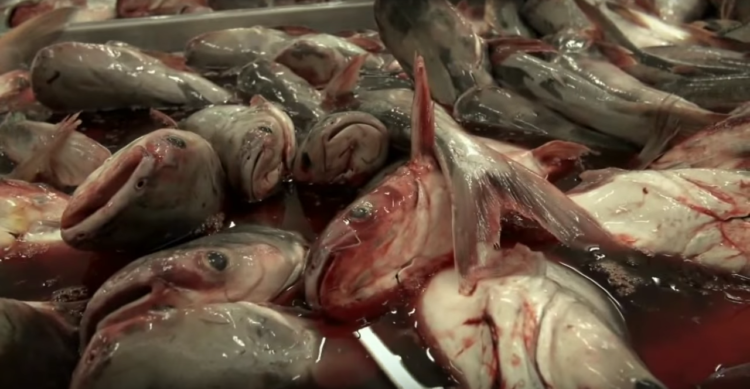 Image: Fillet Oh Fish Documentary