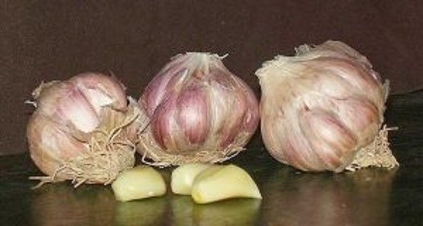 garlic