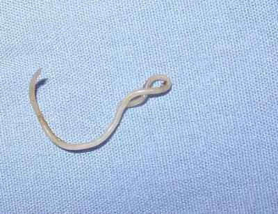 roundworm parasite